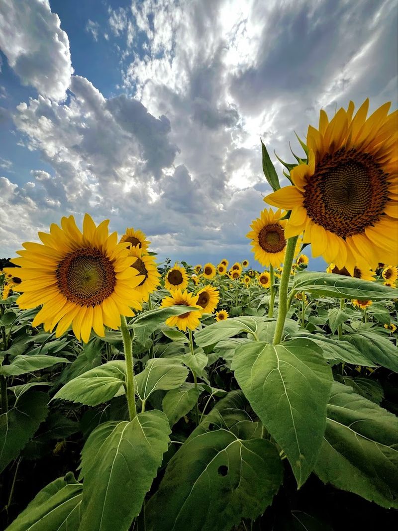 The Jaw-Dropping Sunflower Fields That Go On Forever