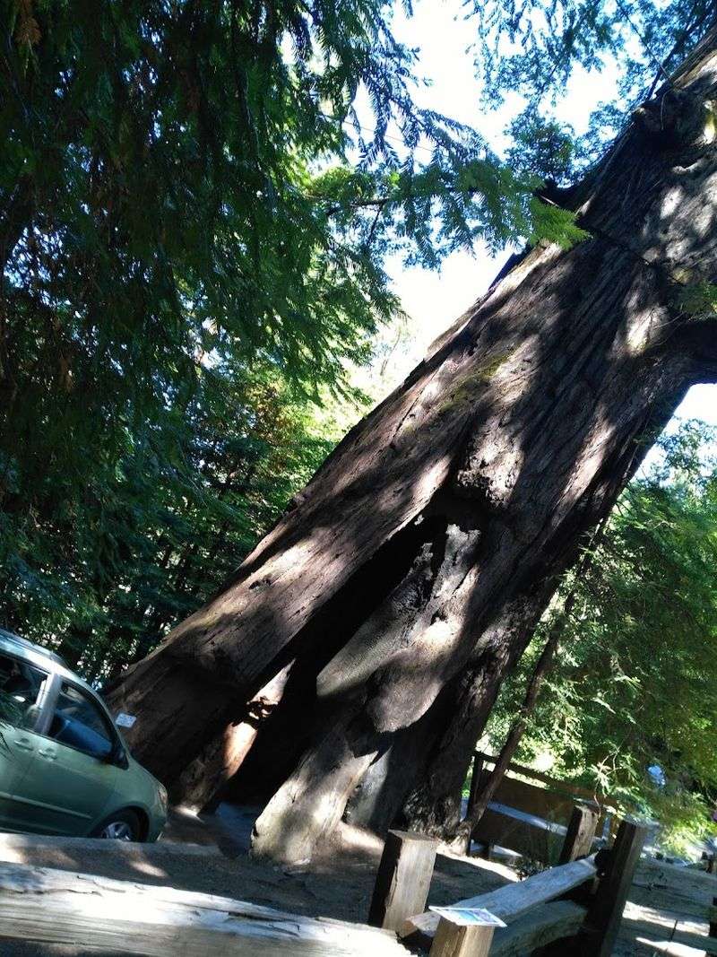 The Legendary Chandelier Drive-Thru Tree The Legendary Chandelier Drive-Thru Tree