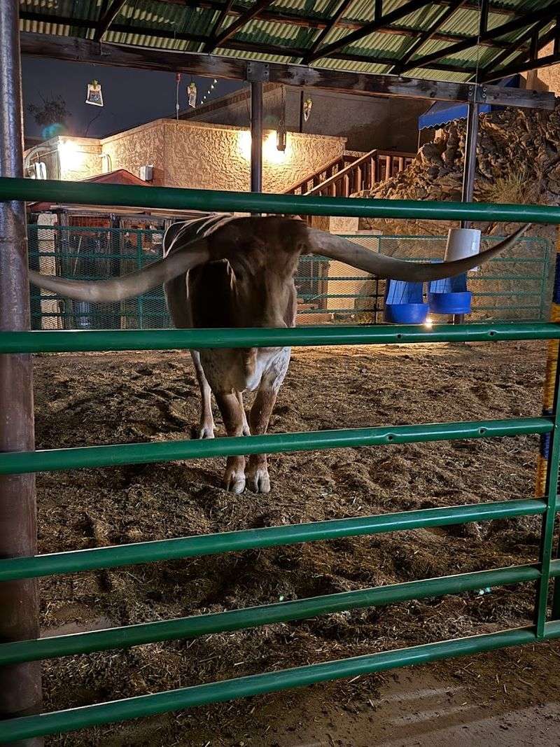 The Longhorn Steer Greeting You at the Door