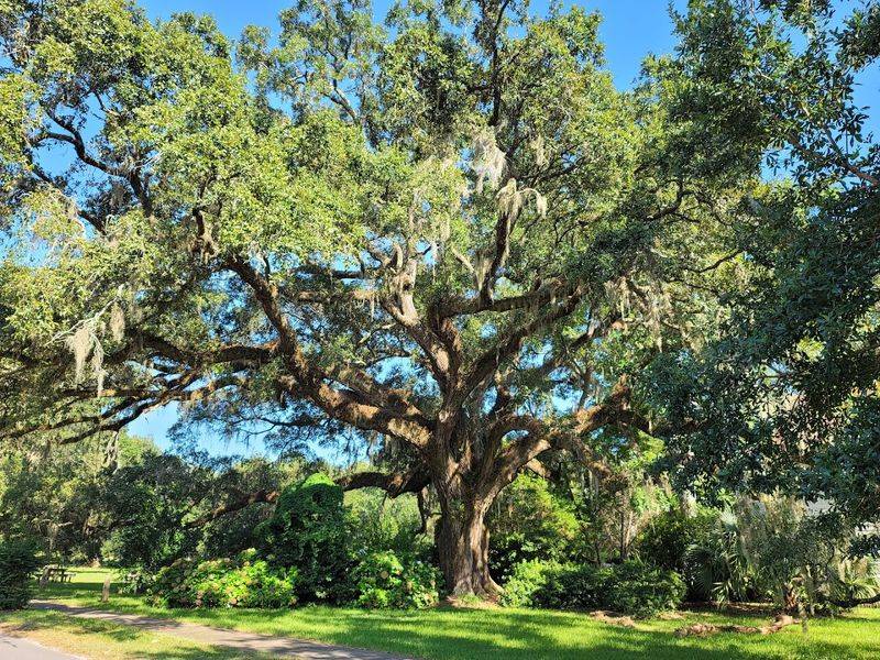 The Lowcountry's Magical Moss-Draped Oak Trees