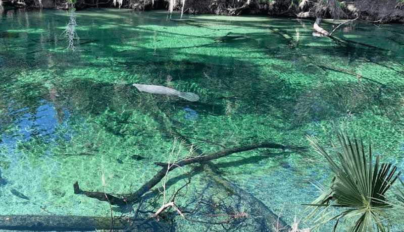 The Magic of Manatee Season