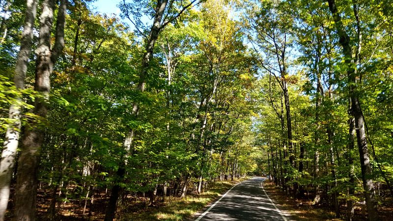 The Magical Canopy of Arching Trees