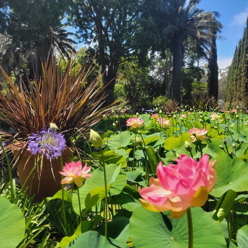 The Magical Lotus Blooms in Summer