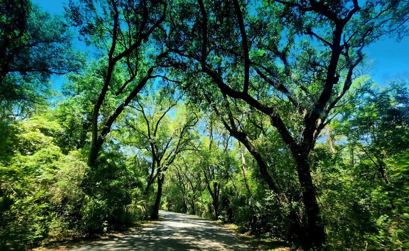 The Majestic Live Oak Trees That Feel Like a Forest from a Fairytale