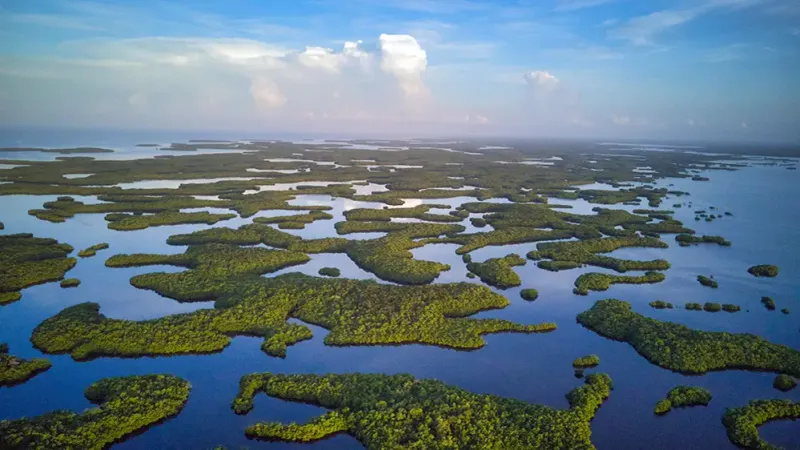 The Mangrove Maze That Seems to Go On Forever