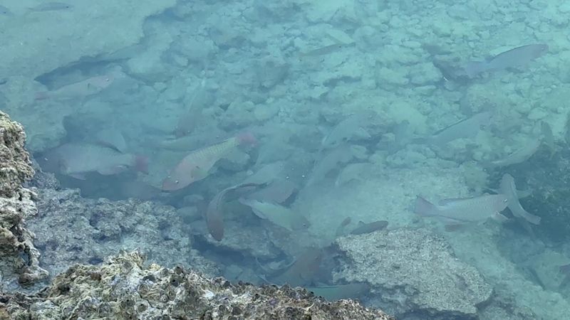 The Moat: A Natural Aquarium Right Around the Island