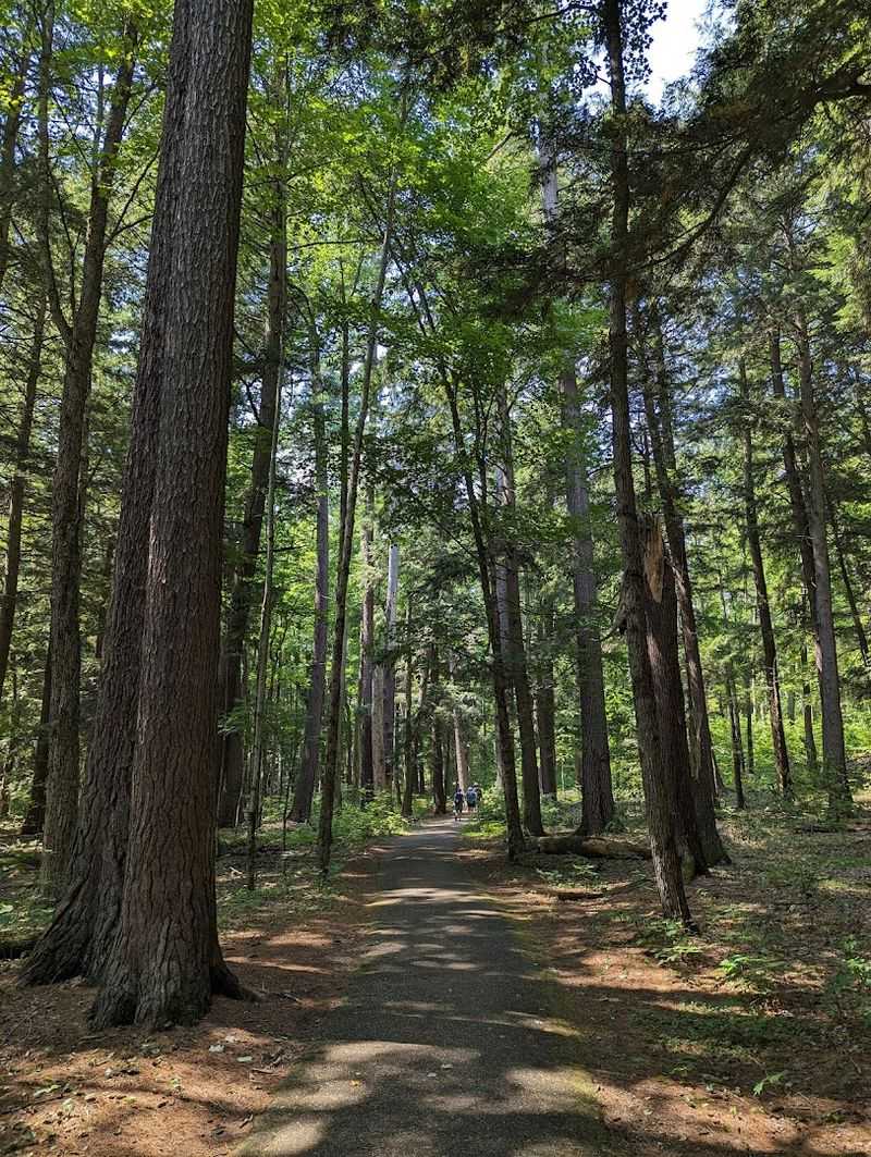The Old-Growth Forest That Stopped the Loggers