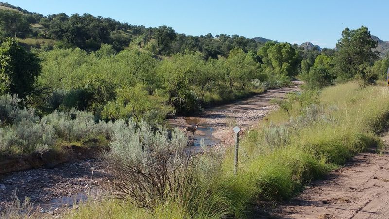 The Patagonia-Sonoita Creek Preserve