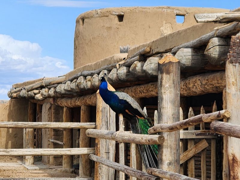 The Peacocks Roaming Freely Around the Grounds