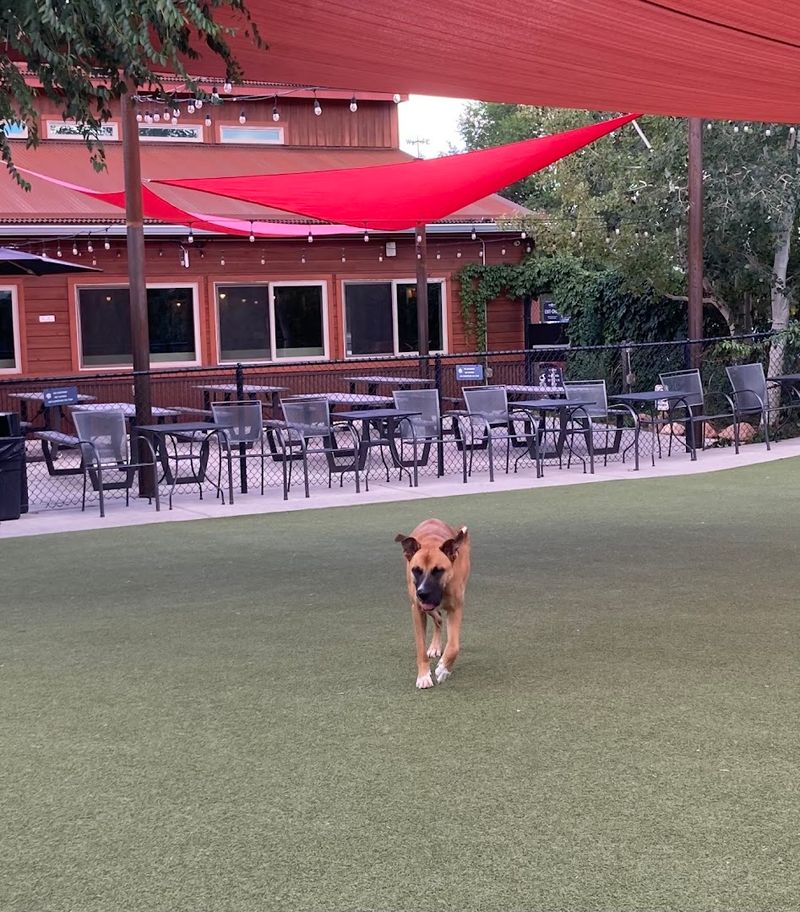 The Perfect Spot for a Dog Birthday Party