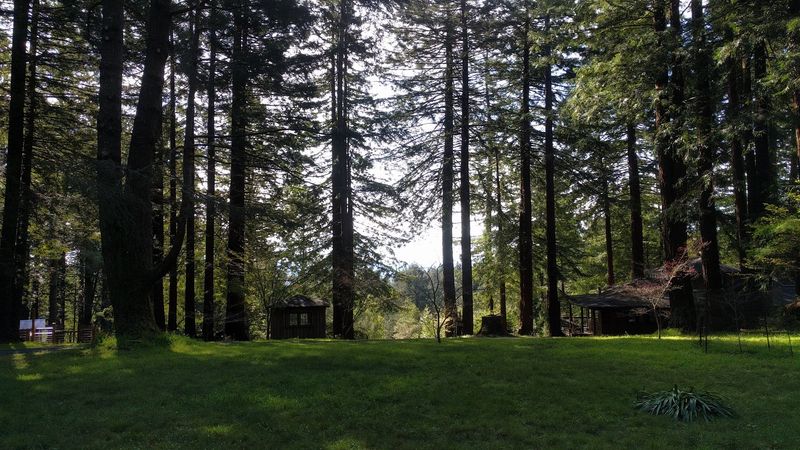The Redwood Forests That Surround the Town