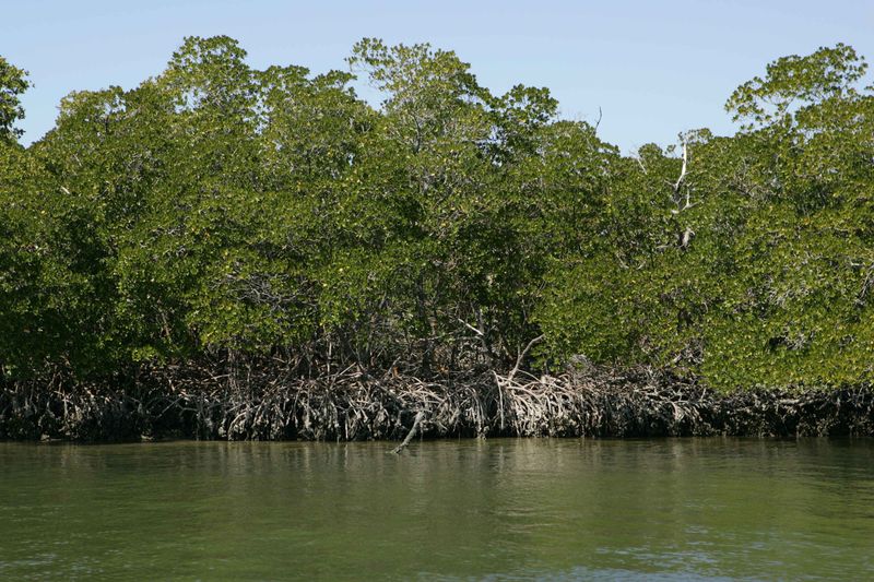 The Remarkable Ecosystem Behind the Mangrove Forest