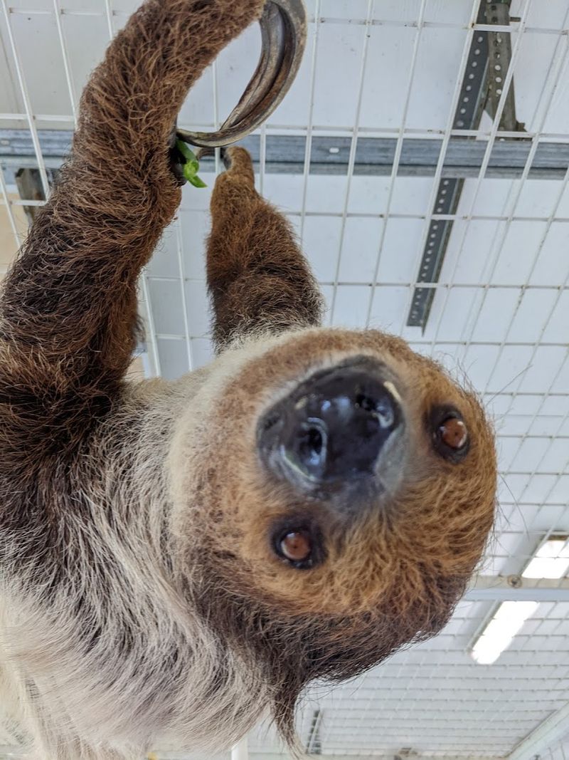The Sloth Encounter You Will Never Forget The Sloth Encounter You Will Never Forget