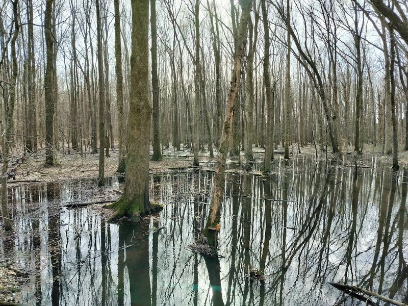 The Story Behind the Cypress Tree