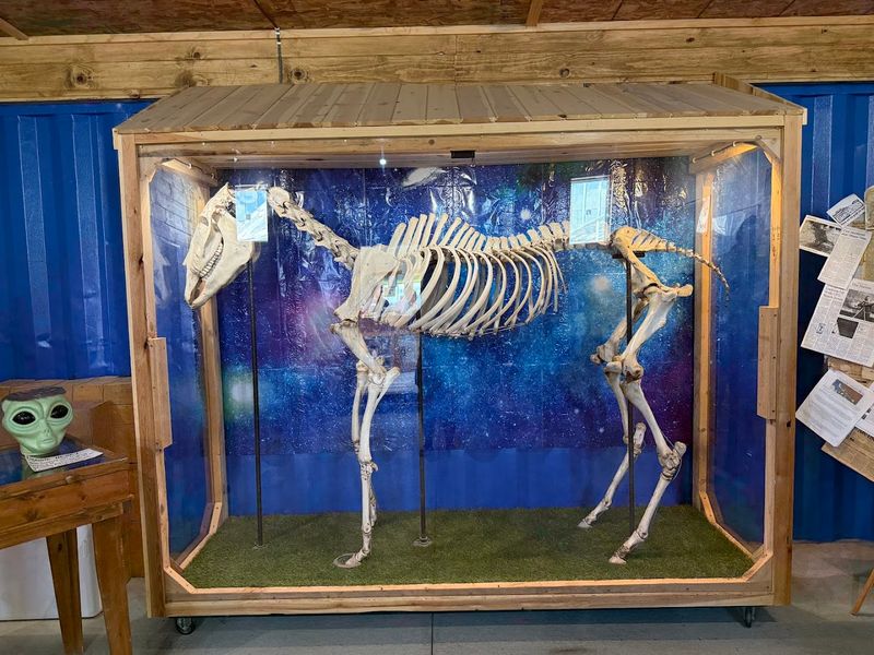 The Story of Snippy the Horse