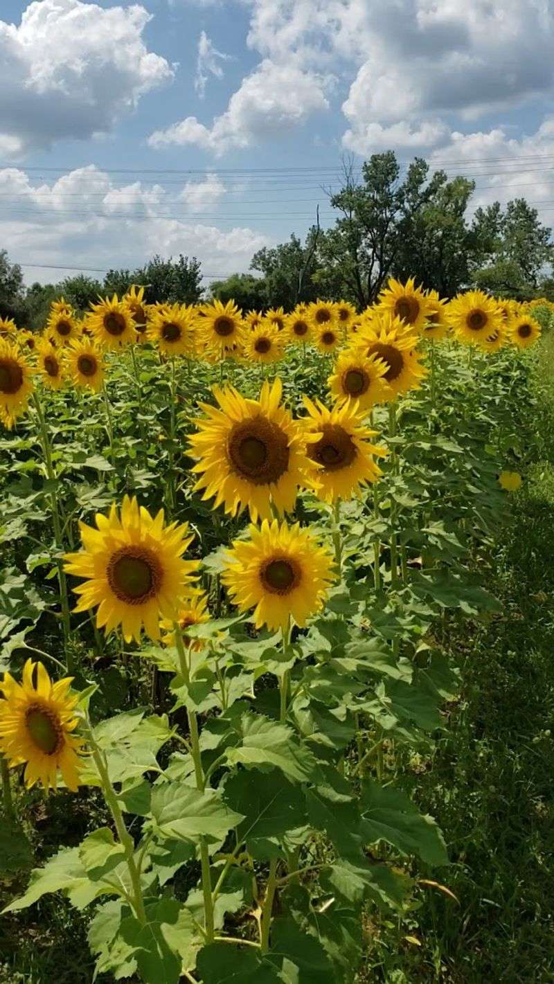 The Sunflower Fields That Stop You in Your Tracks The Sunflower Fields That Stop You in Your Tracks