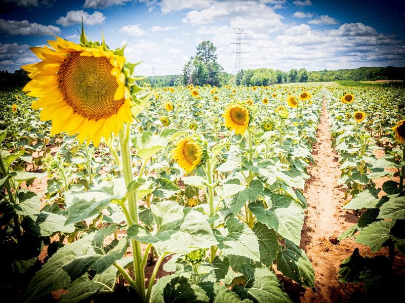 The Sunflower Fields That Stop You in Your Tracks