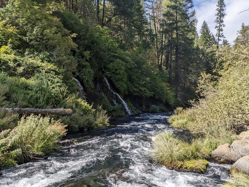 The Surrounding Old-Growth Forest Atmosphere