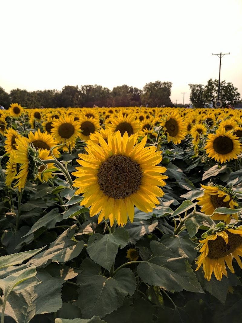 The Tecumseh Land Trust Behind the Magic