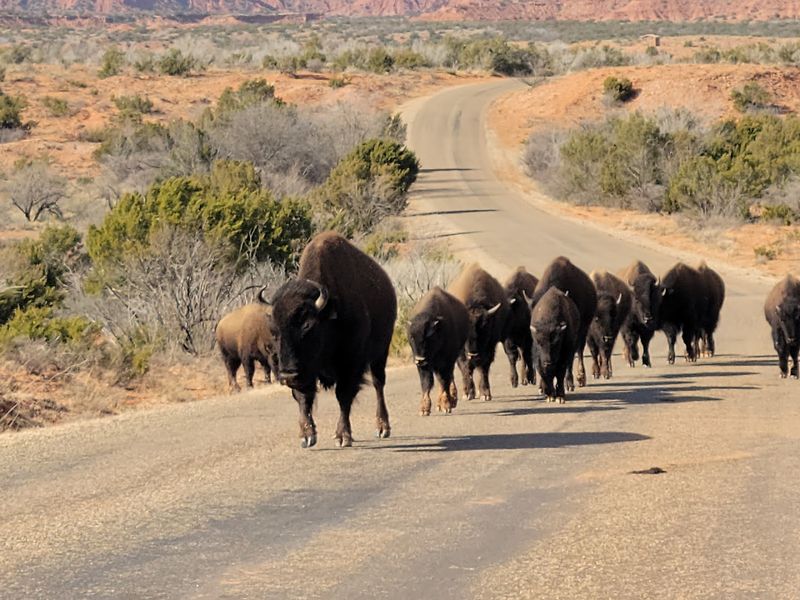 The Texas State Bison Herd The Texas State Bison Herd