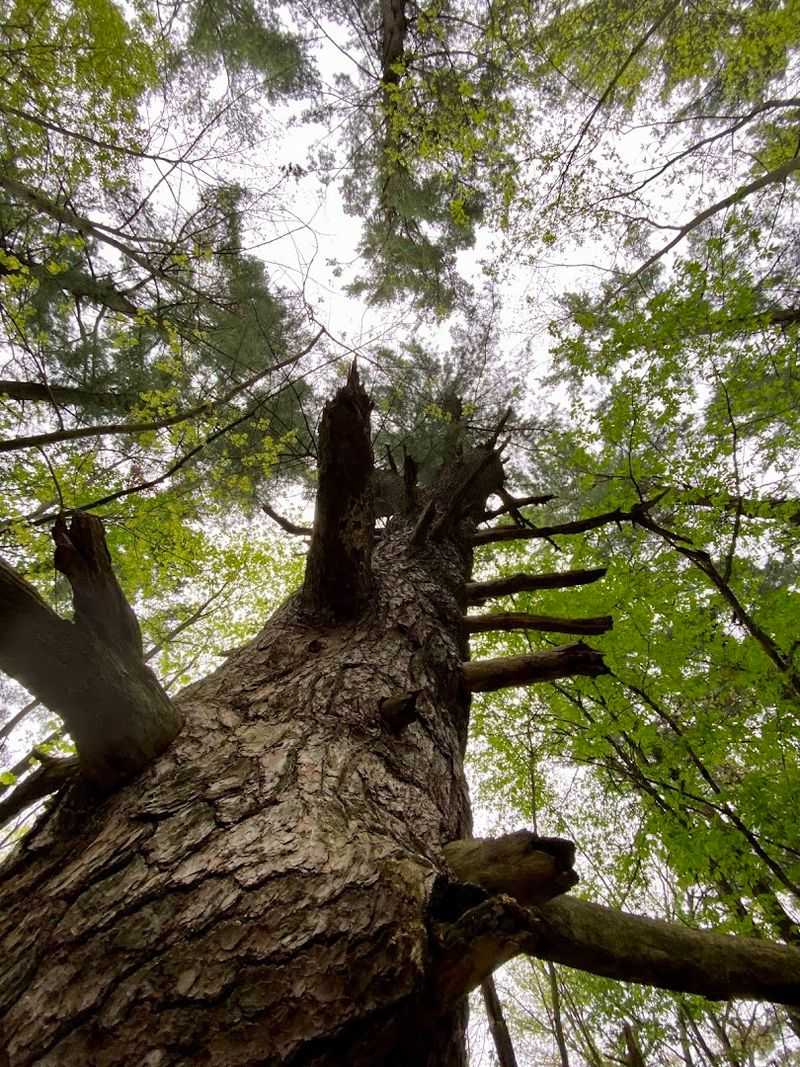 The Towering White Pine Trees That Give the Park Its Name