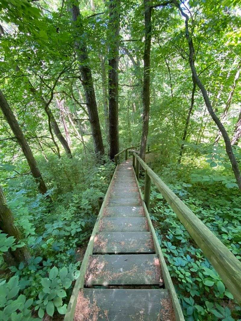 The Tree Identification Area That Turns a Walk Into a Learning Experience