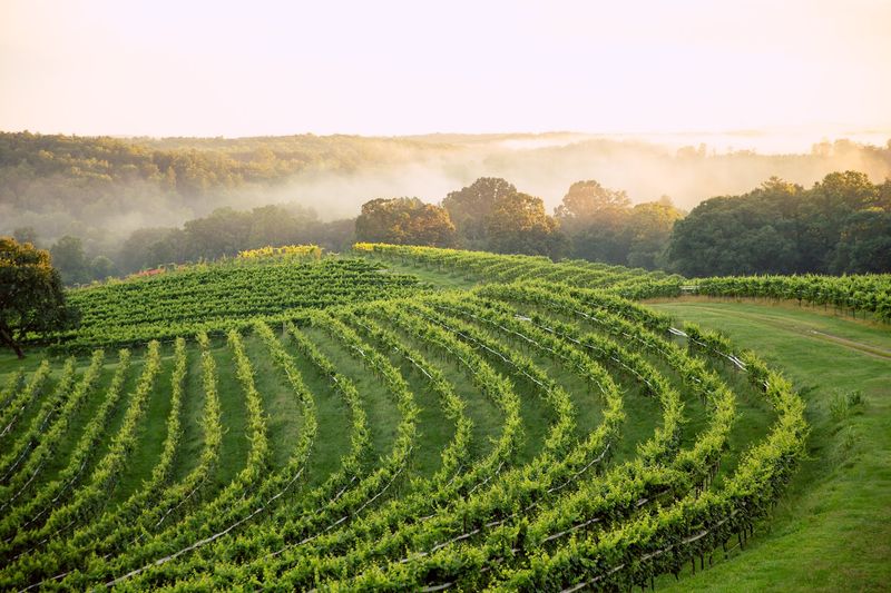 The Vineyard Views That Stop You in Your Tracks
