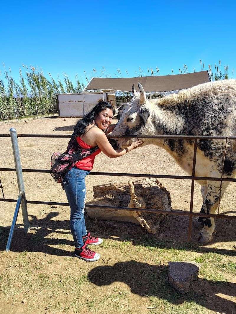 The Water Buffalo That Commands Respect