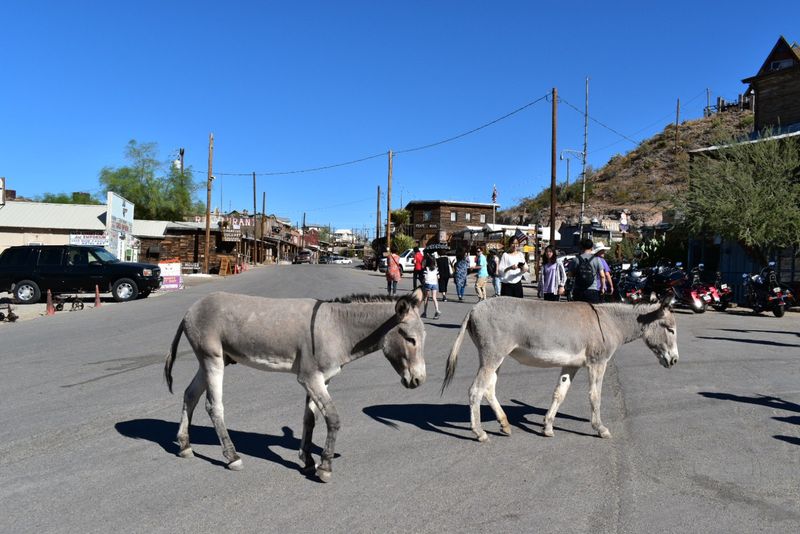 The Wild Burros of Oatman