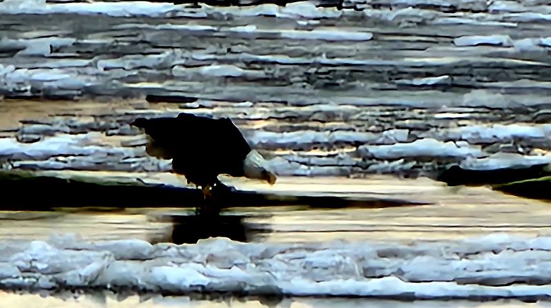 The Wildlife and Bald Eagles: Nature's Greatest Roadside Show