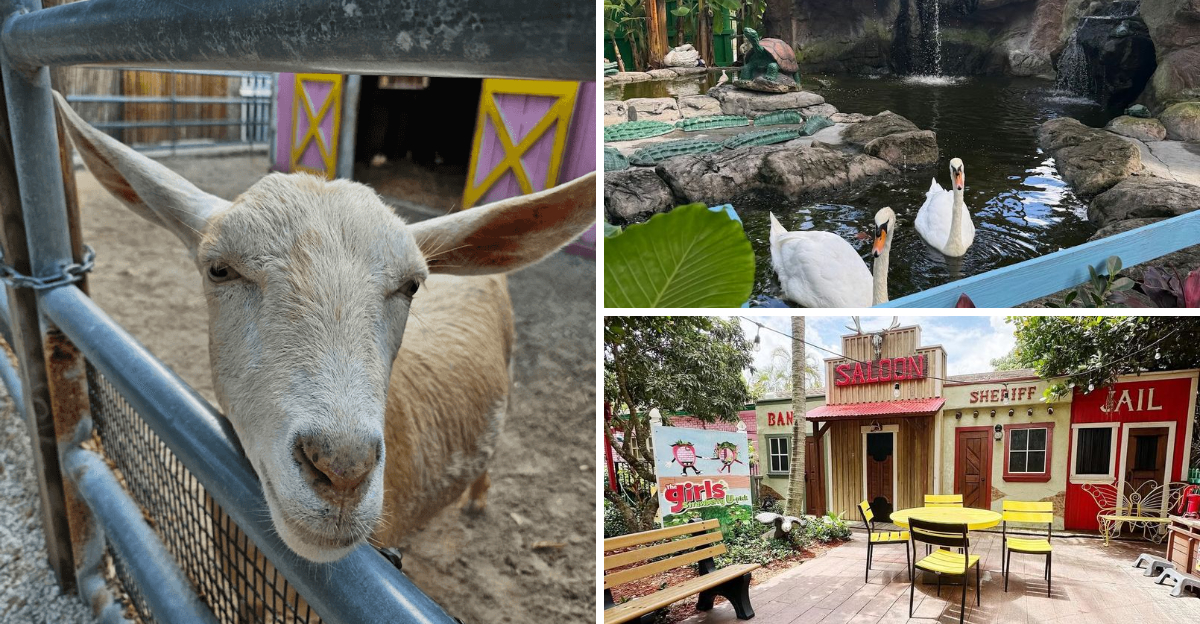 Theres a whimsical petting zoo hiding at a Florida strawberry U pick farm