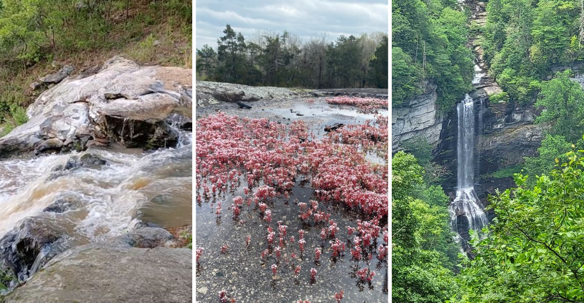 These 15 surreal natural wonders in South Carolina look almost too magical to be real