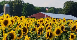 This 20-acre Michigan sunflower field is so breathtaking, it feels like stepping into a dream