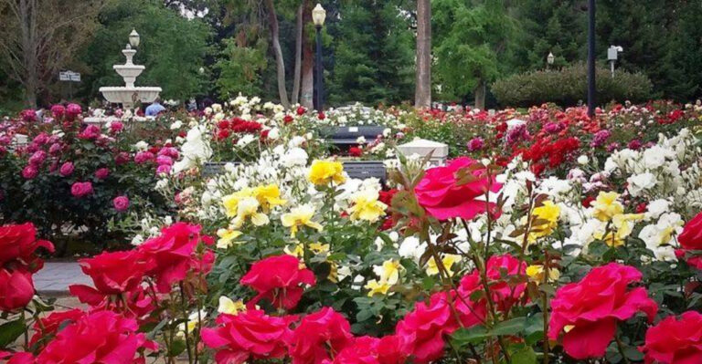 This 40-acre California park filled with 800 varieties of roses is a destination you need to experience