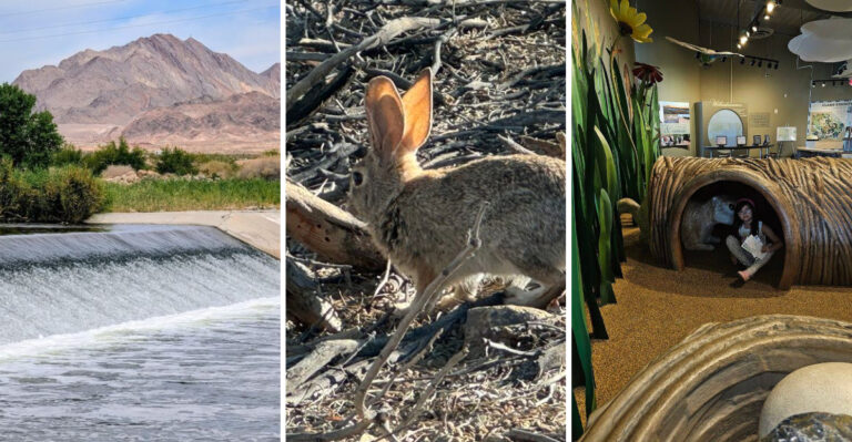 This Nevada Nature Park Feels Like A Quiet Desert Escape Hidden Just Minutes From The Las Vegas Strip