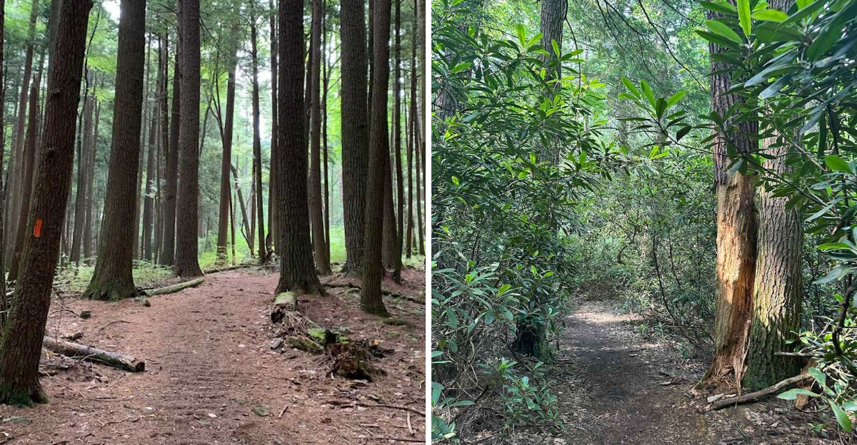 This easy 1 mile hike in Pennsylvania is so scenic youll remember it for days afterward