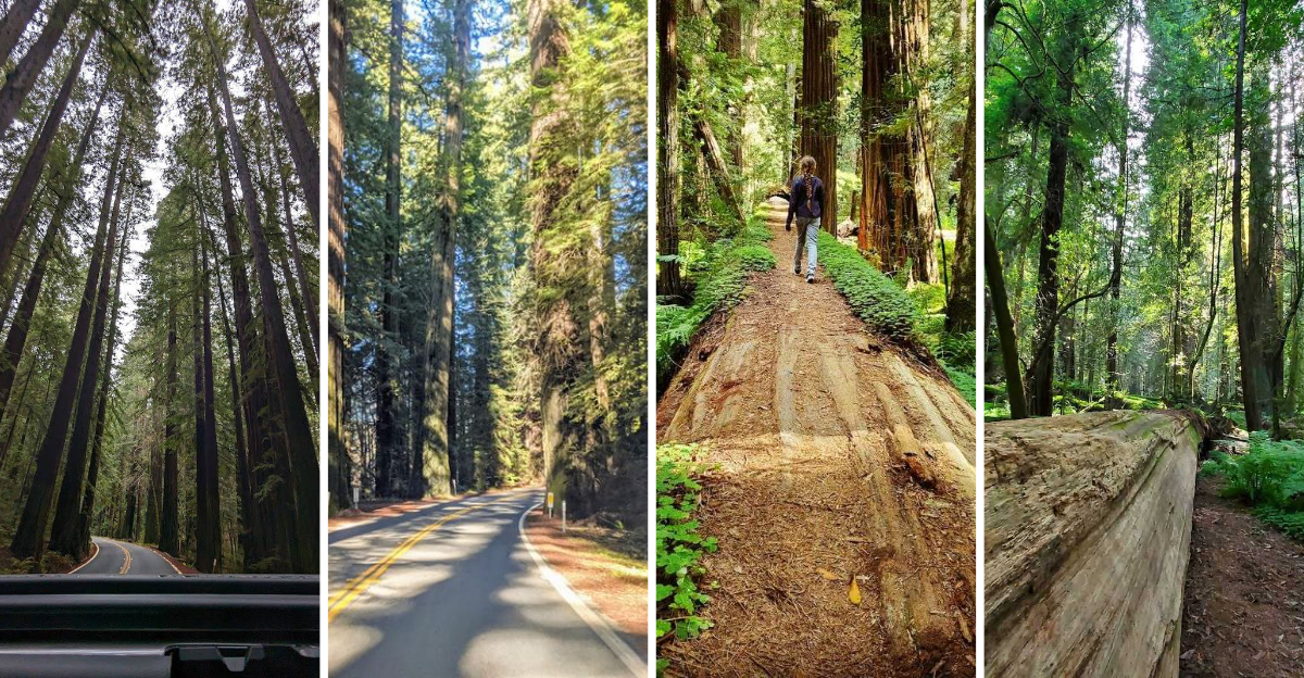 This enchanting 31 mile California highway feels like driving through a storybook