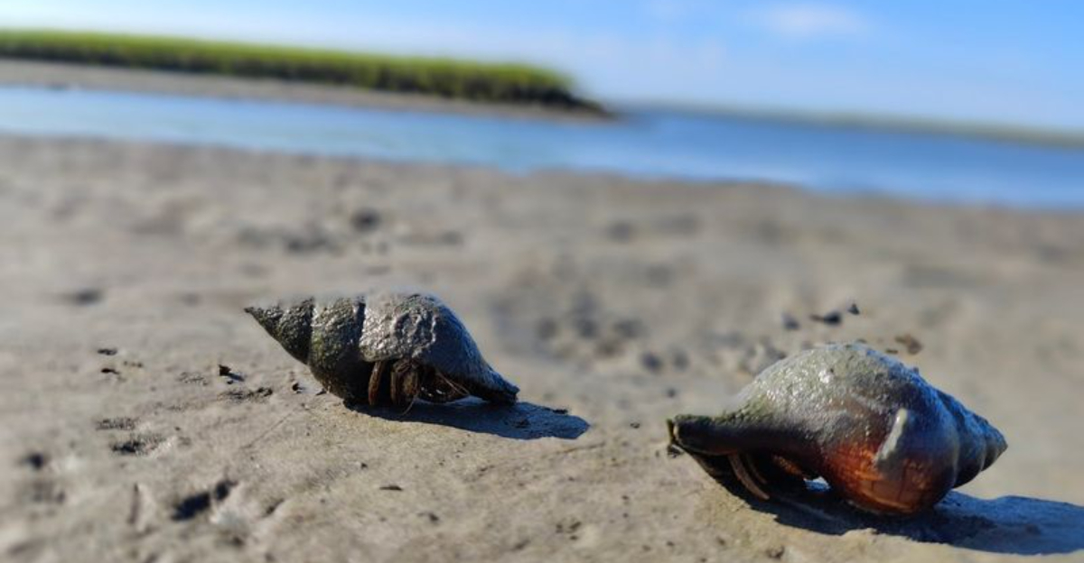This gorgeous North Carolina beach is so hidden even many locals have never discovered it