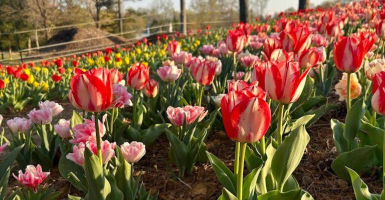 This gorgeous North Carolina flower field is so picturesque, it barely feels real