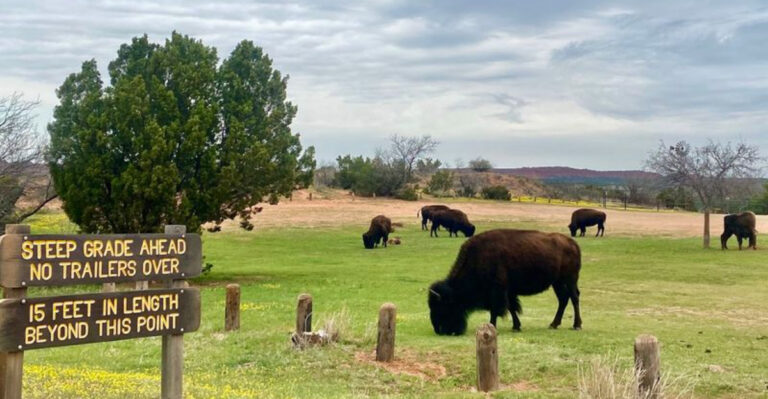 This gorgeous Texas state park is one of the few places where you can watch majestic bison roam free