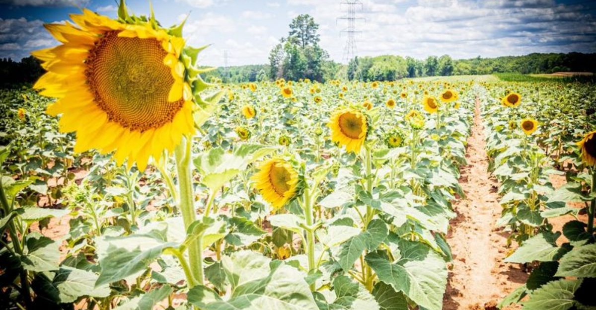 This massive sunflower field in South Carolina looks almost too stunning to be real