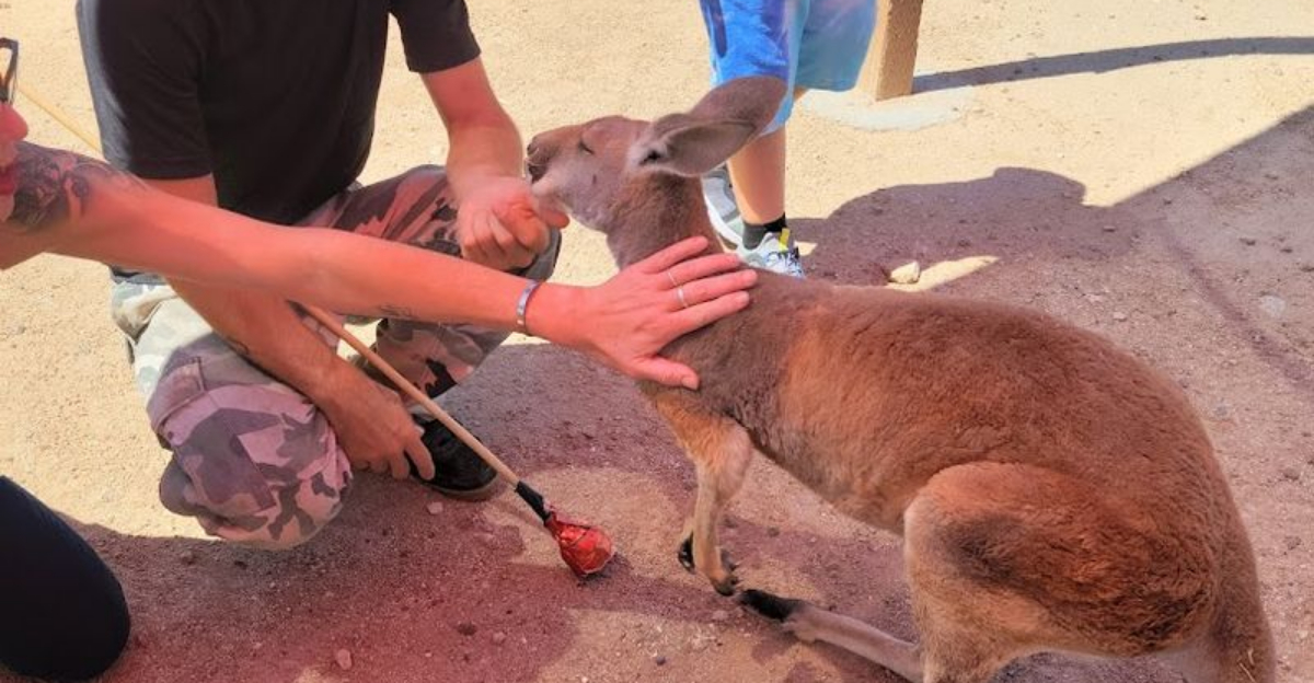 This quirky Arizona animal farm lets visitors get surprisingly close to creatures they do not see every day