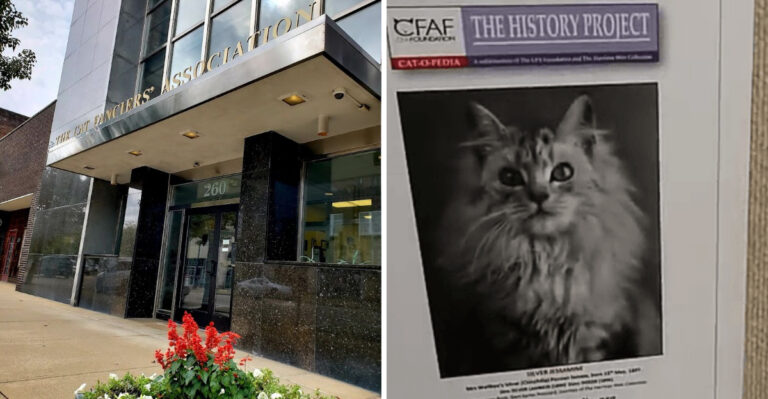 This quirky cat museum in Ohio is still unknown to most people