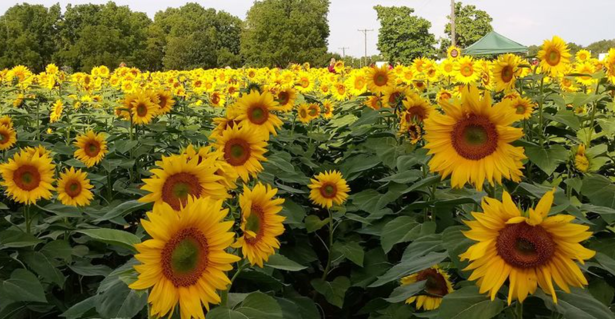 This stunning 30 acre sunflower field in Ohio looks like a real life Van Gogh painting