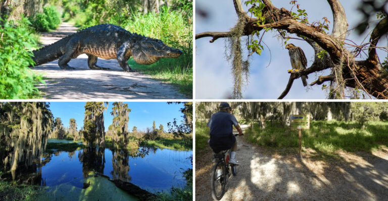 This surreal four-mile Florida trail feels like stepping into a dream world