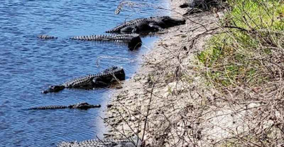This underrated Florida state park feels more like a wild savanna than anything you would expect in the state