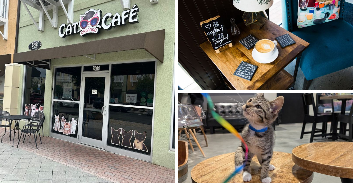 This whimsical Florida cat cafe serves catpuccinos and even offers yoga with felines
