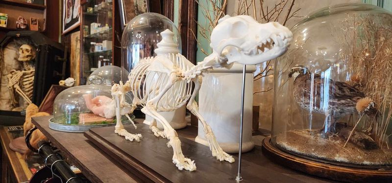 Three Rooms Packed with Curiosities