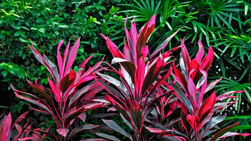 Ti plant