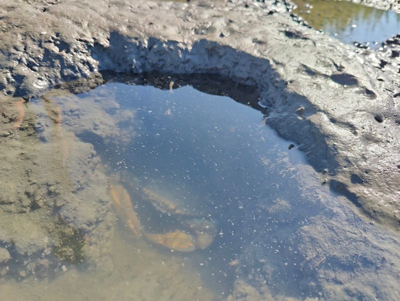 Tide Pools Full of Tiny Wonders